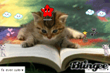 Reading Cat