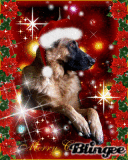 Merry Christmas for Animals