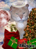 PJ Catmas