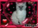 CHAT DIAM'S CHAT DIAM'S