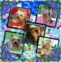 Unsere Yorkies