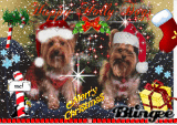 Abby and  wish you a Merry Christmas!