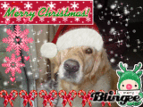 santa dog santa dog
