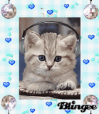 gattino...