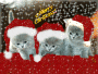 Chatons de Noël