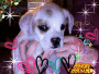 Harley