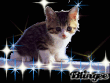 gatto