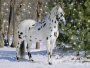 COOL HORSE