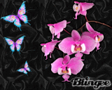 flower and butterfly