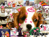 chien