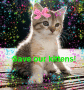 Paws4Kittens