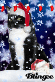 the santa cat