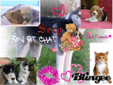 chien et chat