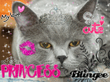 Meine Katze/my cat!