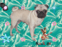 anjaxxx