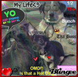 A Normal Alabama day at the Bama Bunchs dog house BOL!