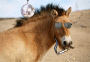 horse
