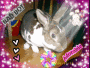 My bunny-Michal Angelo