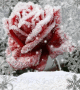 Rosa nella neve! Rosa nella neve!