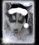 Husky Black
