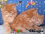 Chatons