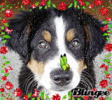 Hund