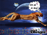 Gepard in  love