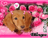 Dachshund puppy surrounded by roses.. 
