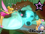 lucky-dog