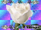 White rose