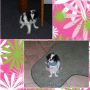 For Smartdog