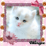 sweet little cat