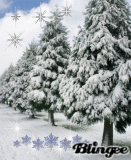 trees in winter