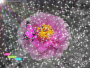 blingee flower blingee flower