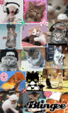 who let the cats in?