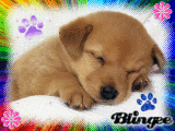 Cagnolino
