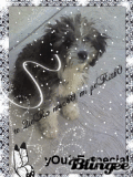 mi cachOrRo