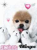sweet dogidog