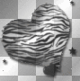 zebra heart