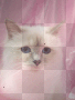 GATTINO