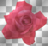 Pink Flower