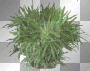 Plant   by karen0428