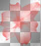 transparent flower red