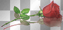 Single Red Rose