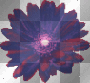 Rainbow Flower