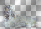 Transparent White Bengel Tiger =^-^=