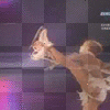 carolina kosner