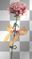 animated carnation