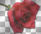 Red Rose =^-^=