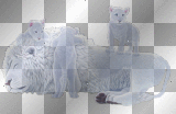 White Lion & Cub =^-^=